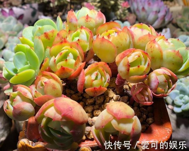 秋冬养碧桃,了解掌握几个要点,颜色靓丽爆小崽,长成小老桩