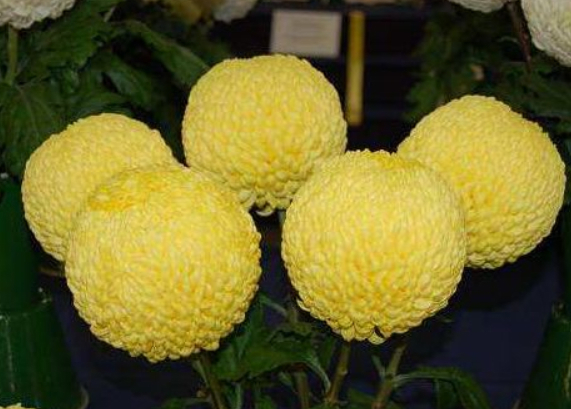 喜欢菊花,不如养盆“菊之珍品”,绚烂多姿似仙女,娇艳惹人爱