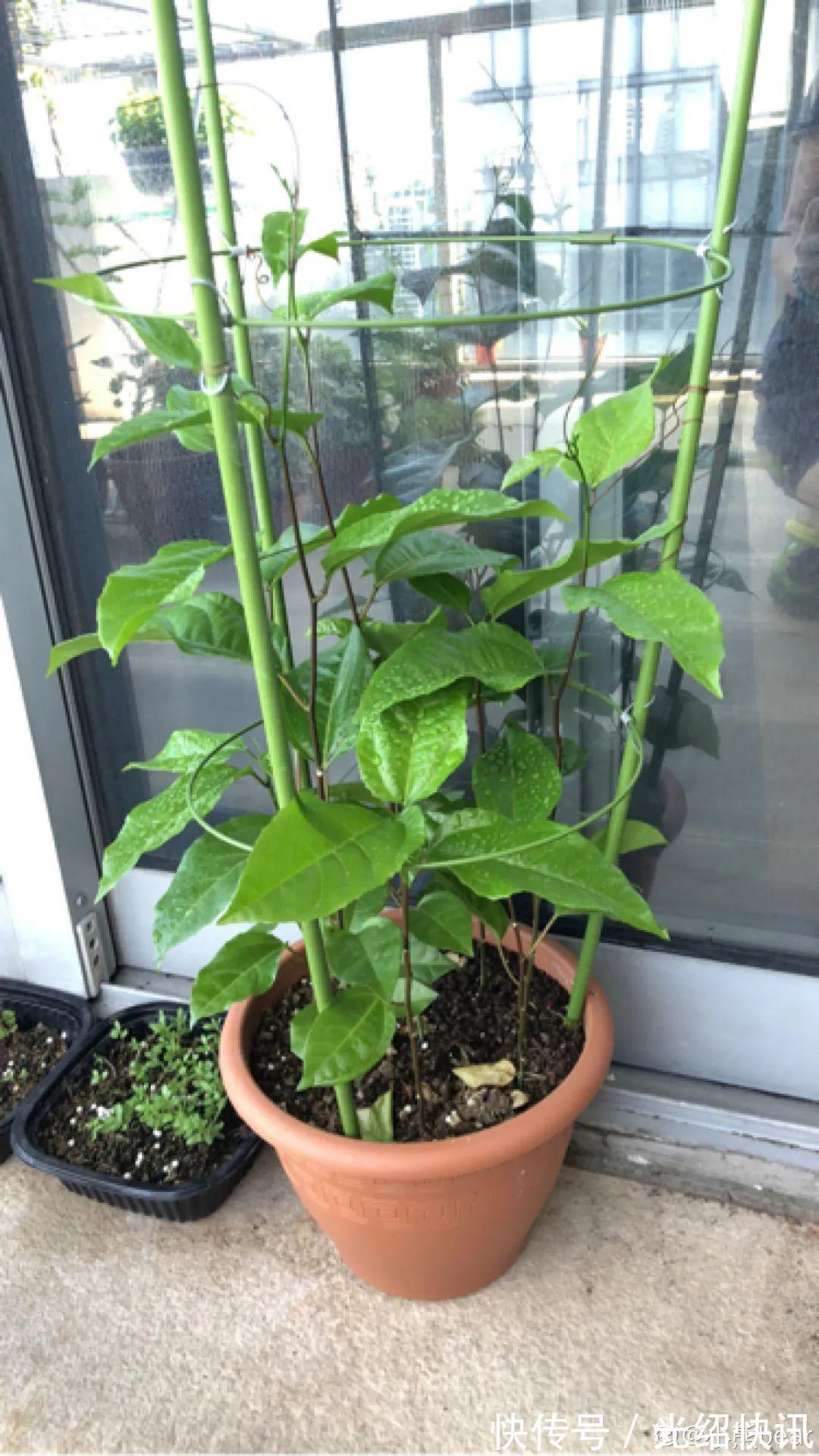 大粗杆插土里，7天生根，当年结果压弯枝，不用买水果了！