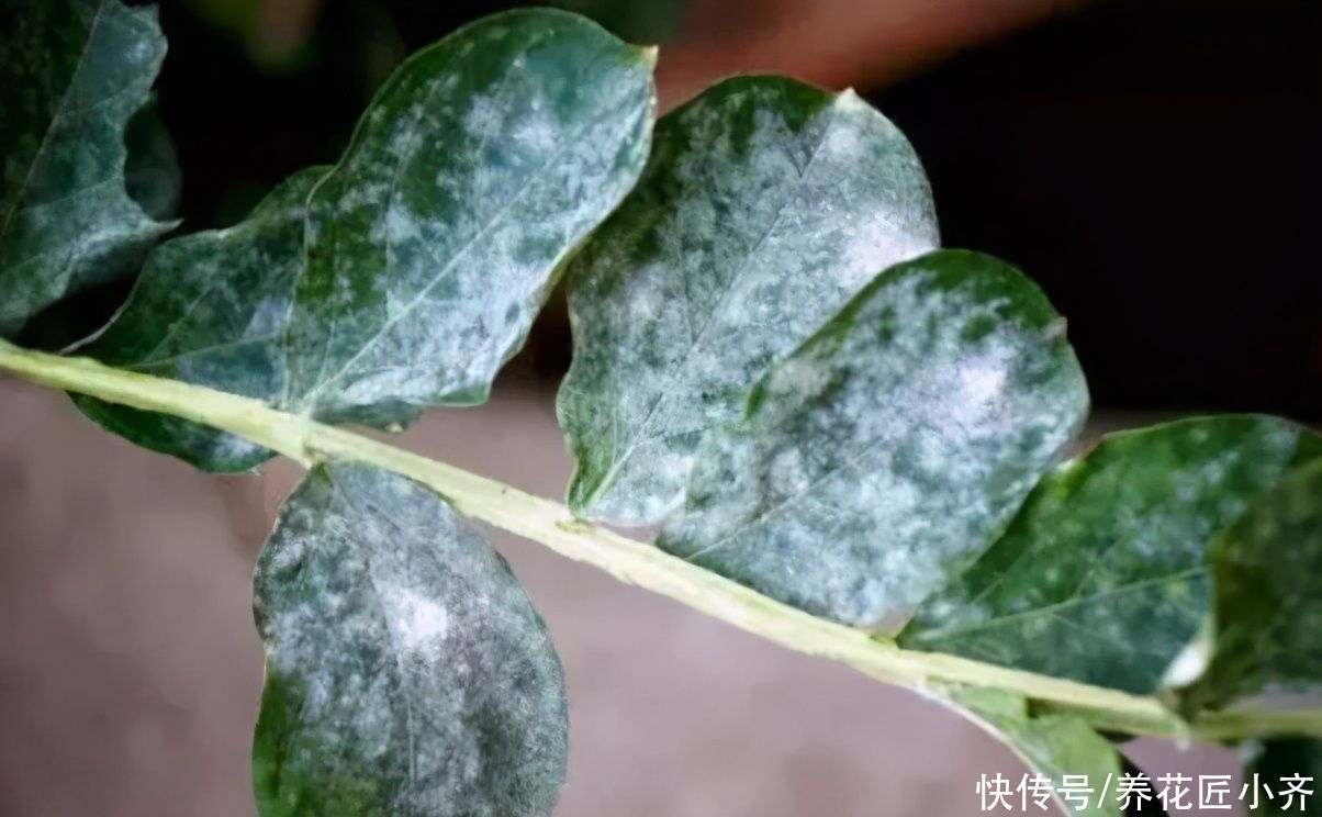 植物|养花为什么要准备杀菌剂？学会使用技巧，才能植物保证不生病