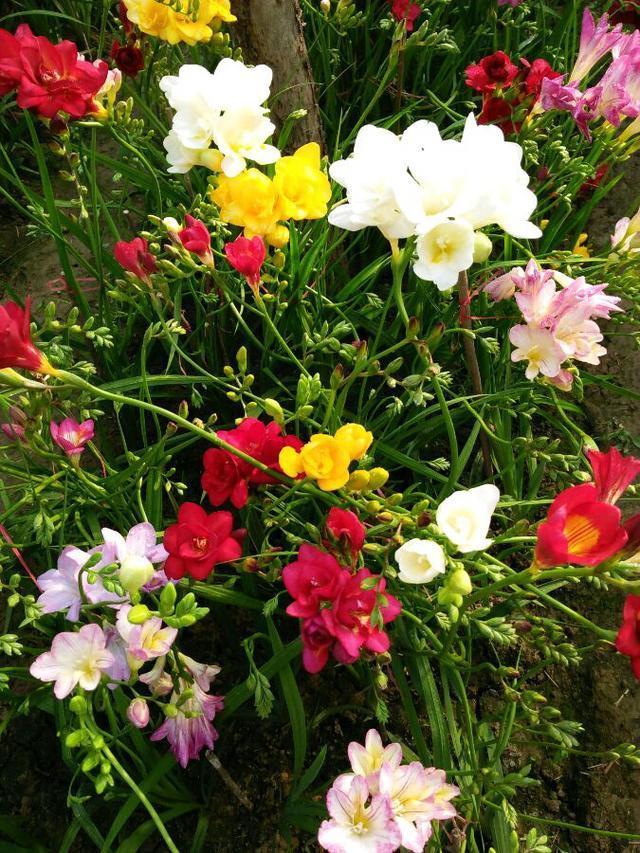 好养、好美的“4种花”,种下就活,连年开花,能养一辈子