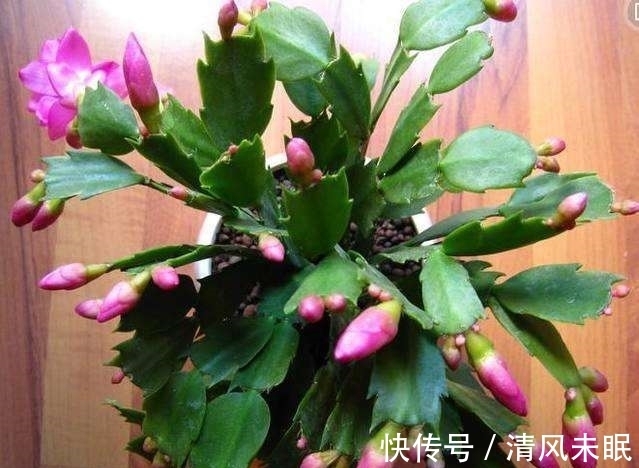 编者|立秋后养蟹爪兰,施肥做好“3个爆盆方法”,孕蕾不断,年年开花