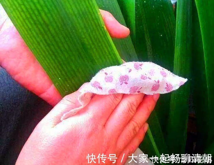 5种花,冬天再干燥也不能“喷水”,不注意黄叶黑斑、烂花苞