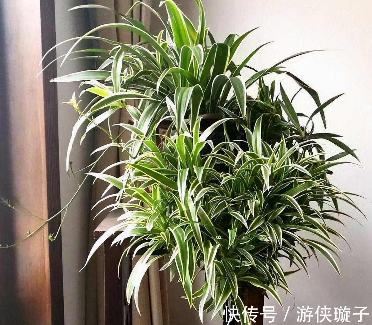 冬季|吊兰的冬季养护,有2点要注意,叶更绿更多更美观、郁郁葱葱