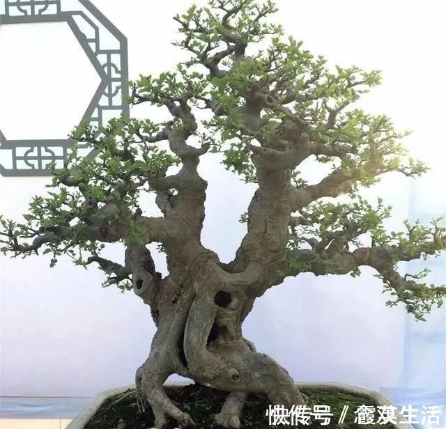 叶片|盆景制作技法夏天来到,盆景脱衣换锦,有6种好处