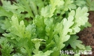 自由基|女性不想老太快,可多吃此菜,改善气色,淡化皱纹,更显年轻