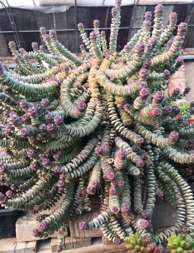 5种“多肉”能从花盆里“流出来”,养在院子里不管“就爆盆”