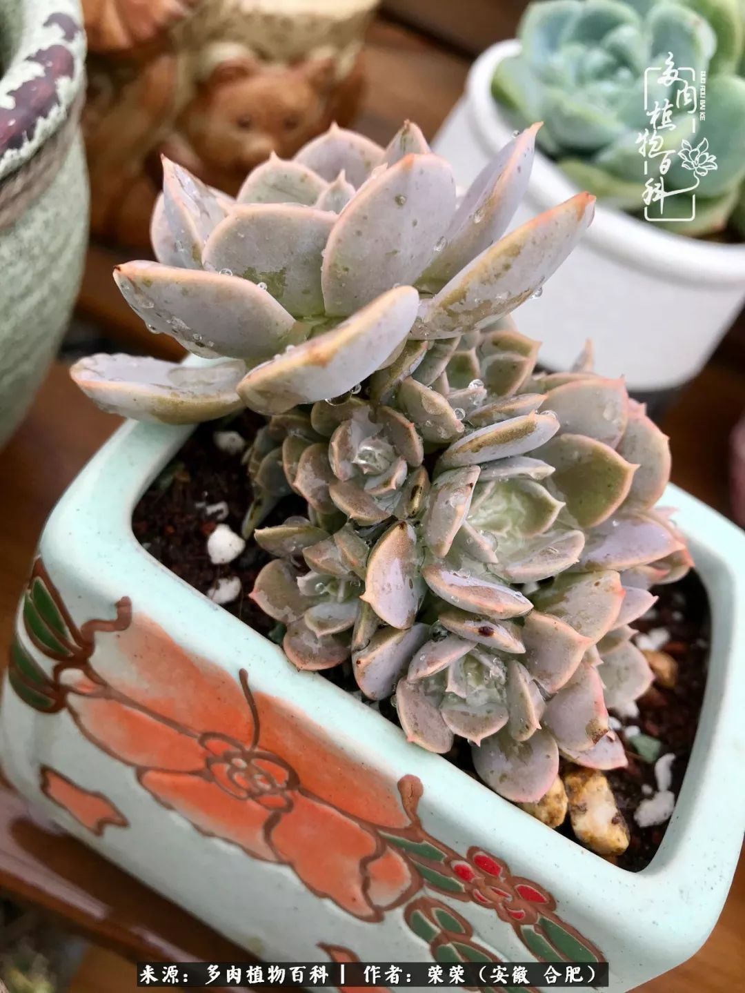 初秋时节，度夏后的多肉陆续回归！偷偷上了一层淡妆！