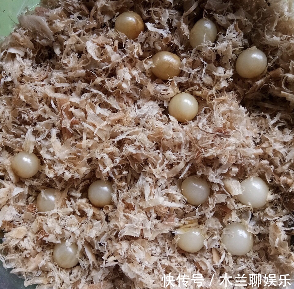 君子兰籽|30元买一斤“君子兰籽”，养1月“出苗”100棵，瞬间变“大户”