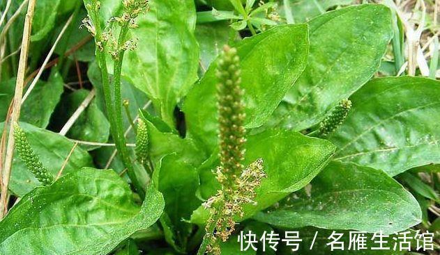 野菜|农村不起眼野菜,能利尿降压,清热滑肠,去寒安神,早看早知