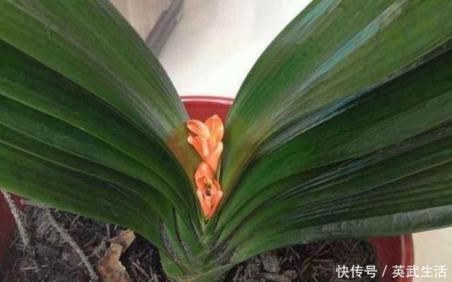 君子兰“夹箭”怎么办？按照“3步”走，花杆冒出来，开花才叫美