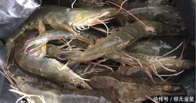 年夜饭必备花开富贵虾,鲜美好吃喜庆,寓意富贵吉祥,美满幸福