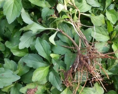 长得像金花似泥鳅,犹如折耳根一样,家乡遇见请重视