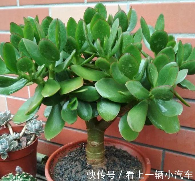 多浆植物厚脸皮,原来这么养上两三年就能成老桩盆景