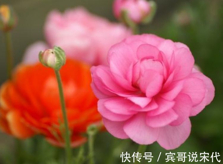 超漂亮的几款花卉,沾土就活,给点阳台就灿烂,好养易活