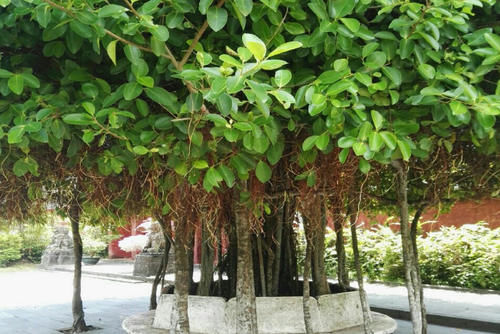 雷州“明珠”公园爆火，形似一座古城，被称雷州古建筑“博物馆”