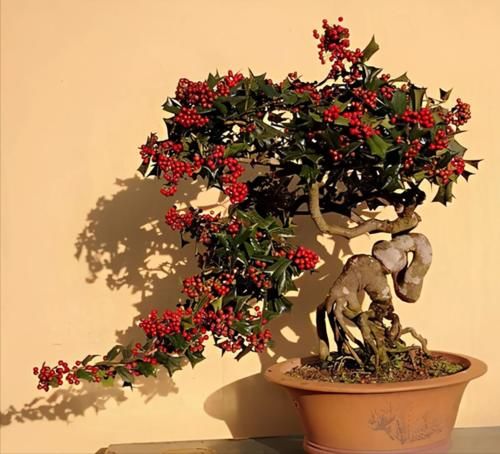 枸骨是制作盆景的好素材，集观形、观叶、观果于一身，还很好养活