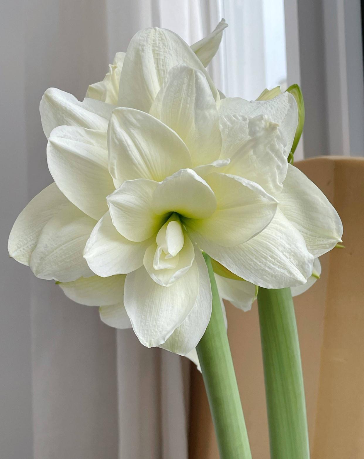 秋季|栽种朱顶红,简单3步,开出大花、颜值很高、惊艳无比