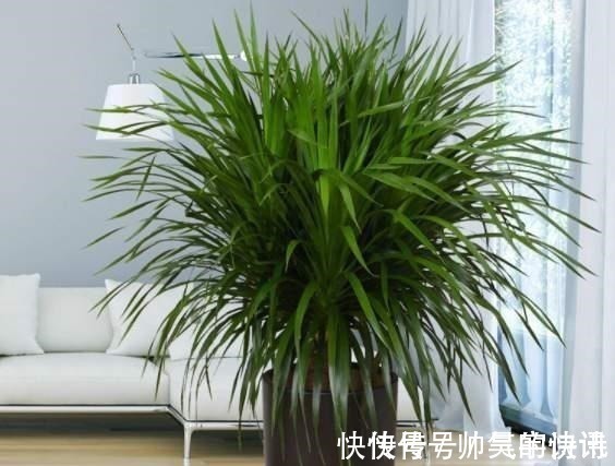 5种健康花,家里养一盆,大气高雅净化力强,福寿齐聚寓意好