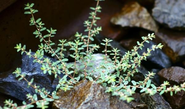 农村|农村这种野草随处可见,人称“血见愁”,价值很珍贵,拔1棵少1棵