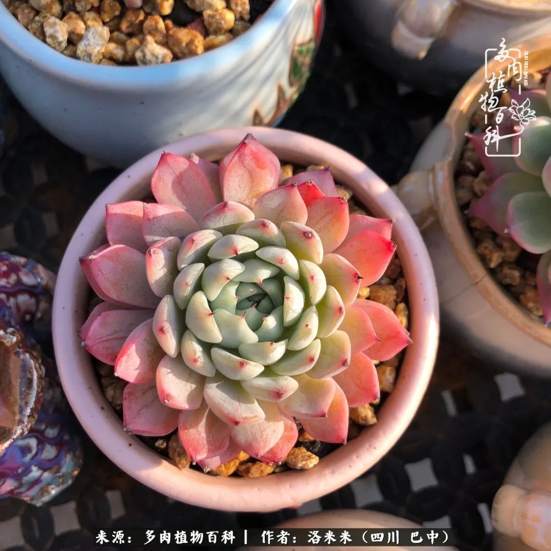 时间是多肉最好的滤镜！附个人养护经验！