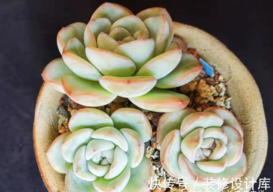 轰动、泡芙和阿玛贝利，买3次的肉友不少吧？其实它是同一种多肉