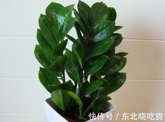 金钱树养植过程中注意几点