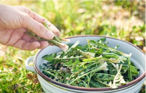 蒲公英泡水|27岁女子喝蒲公英养肝，坚持半年后，她的身体好了吗？值得学吗？