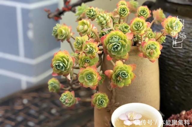 在茜的多肉小院里，花时间种快乐！在茜的多肉小院里，花时间种快乐！