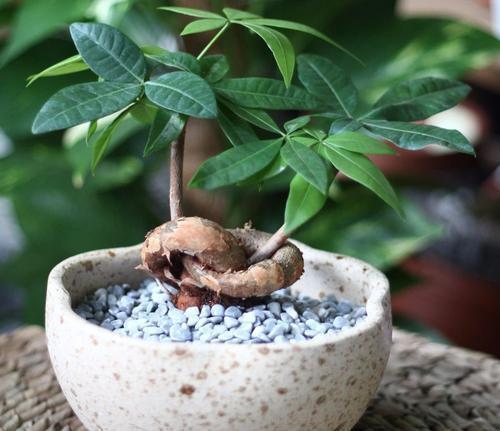 发财树的扦插方法，想要成活率高，技巧要牢记