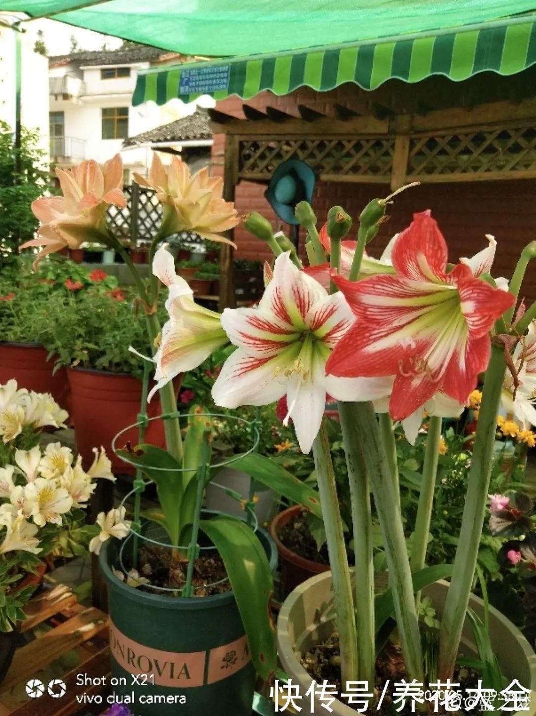 门前不栽竹,门后不留树,老祖宗传下来的养花谚语,特别准