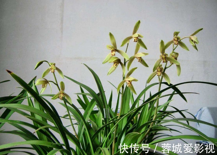 肥料|君子爱兰，苗易养，花难开！新手试试这“4点”，年年开花很简单