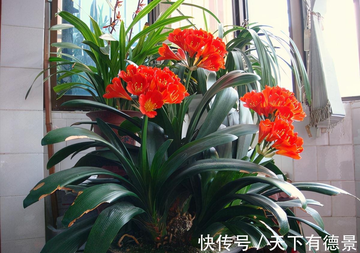 想要“养好”君子兰，建议改掉“3个坏习惯”，做对2件事