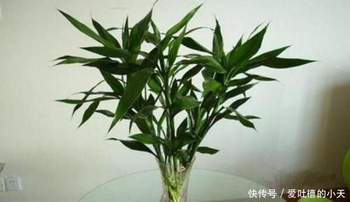 蹭蹭|水培富贵竹,水里加点它,茂盛不黄叶,叶子像打蜡,蹭蹭冒新叶!