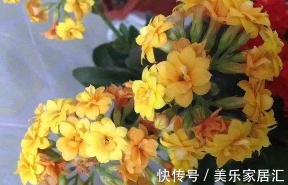 爆盆|长寿花这样剪，插花盆里30天后，阳台装不下