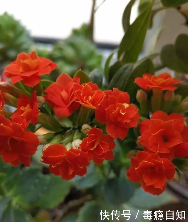 在家养6种花,越冷越开花,冬天也有花赏!