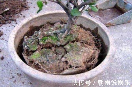 盆土板结，请不要“浇水”！浇完就烂根，你只需一技巧，轻松逆转