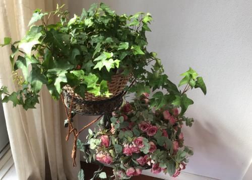 浇水|痴迷养花不要错过这“5款”,漂亮好养又杀菌除尘,让人待得舒服