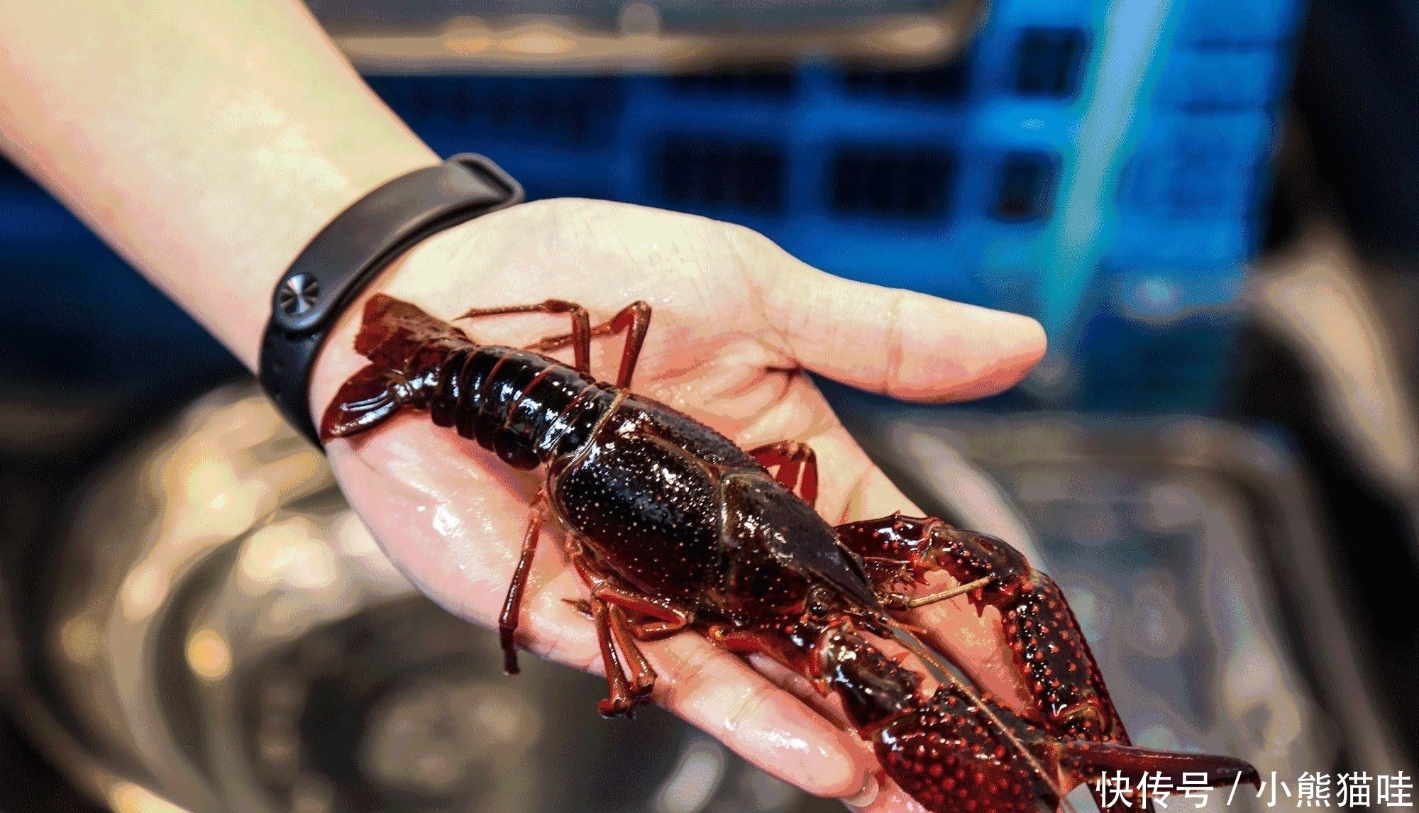 傻子|为什么现在小龙虾“不火”了?夜市老板:食客们又不是傻子!