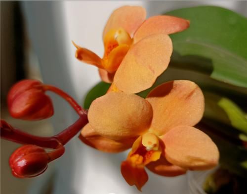  生长|1种兰花不娇气，家里养一盆，串串花朵开不停，喜庆又大气