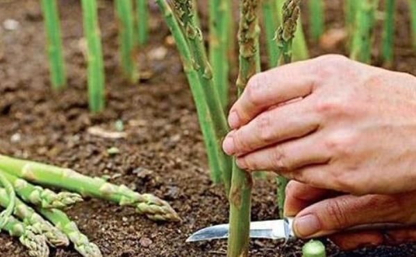 阳台种上两个菜,割完一茬又一茬半个月不用出门,竟好吃又养颜