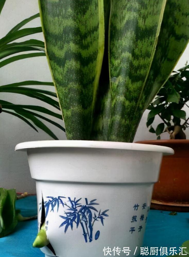 盆里埋一颗大力丸,虎皮兰侧芽挤爆盆,还大拇指一般粗