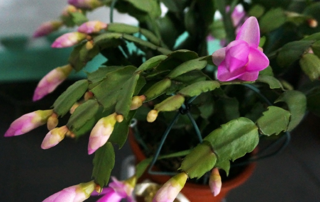 花钱买蟹爪兰傻,有点经验的人靠叶插,一下子育出多盆