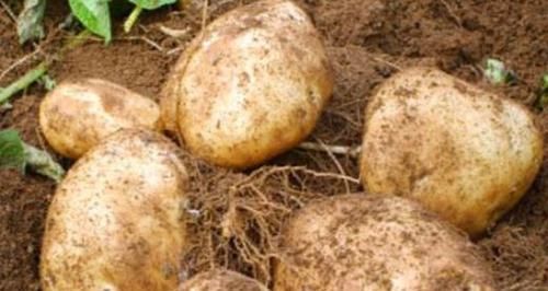 女性不想變老，要常吃的食物，撫平皺紋，延緩皮膚衰老，氣色更好