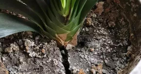 养花土板结“戳不动”,“2种水”家家都有,七天浇1次,疏松肥沃