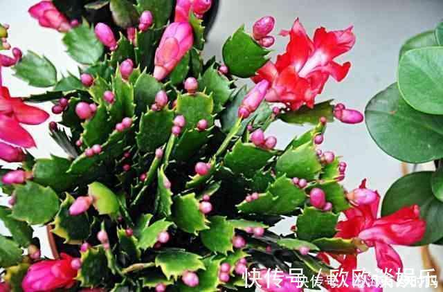 最好用的催花水,1周仅用1次,啥花也喜欢,呼呼开爆盆