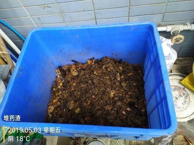 1粒小药片,碾碎丢水里,花像吃了兴奋剂疯长