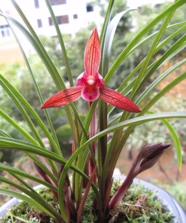 要把带花苞的兰花种活,要去“剪一刀”,不然就“悬”咯!