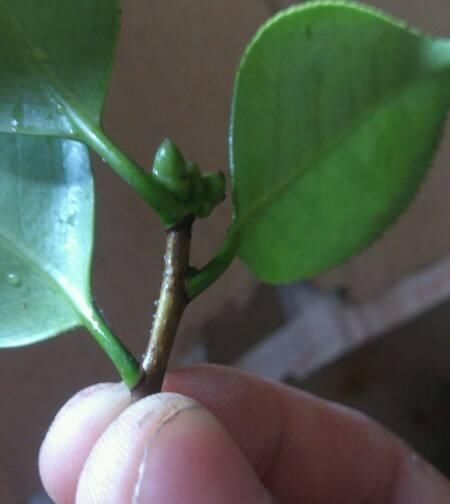 夏天扦插这些花,几天就生根,1盆变10盆,再也不用花钱买