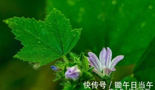 锦鲤|往后8天，锦鲤护航，理还乱，难忘旧爱，主动挽回，携手坠入爱河